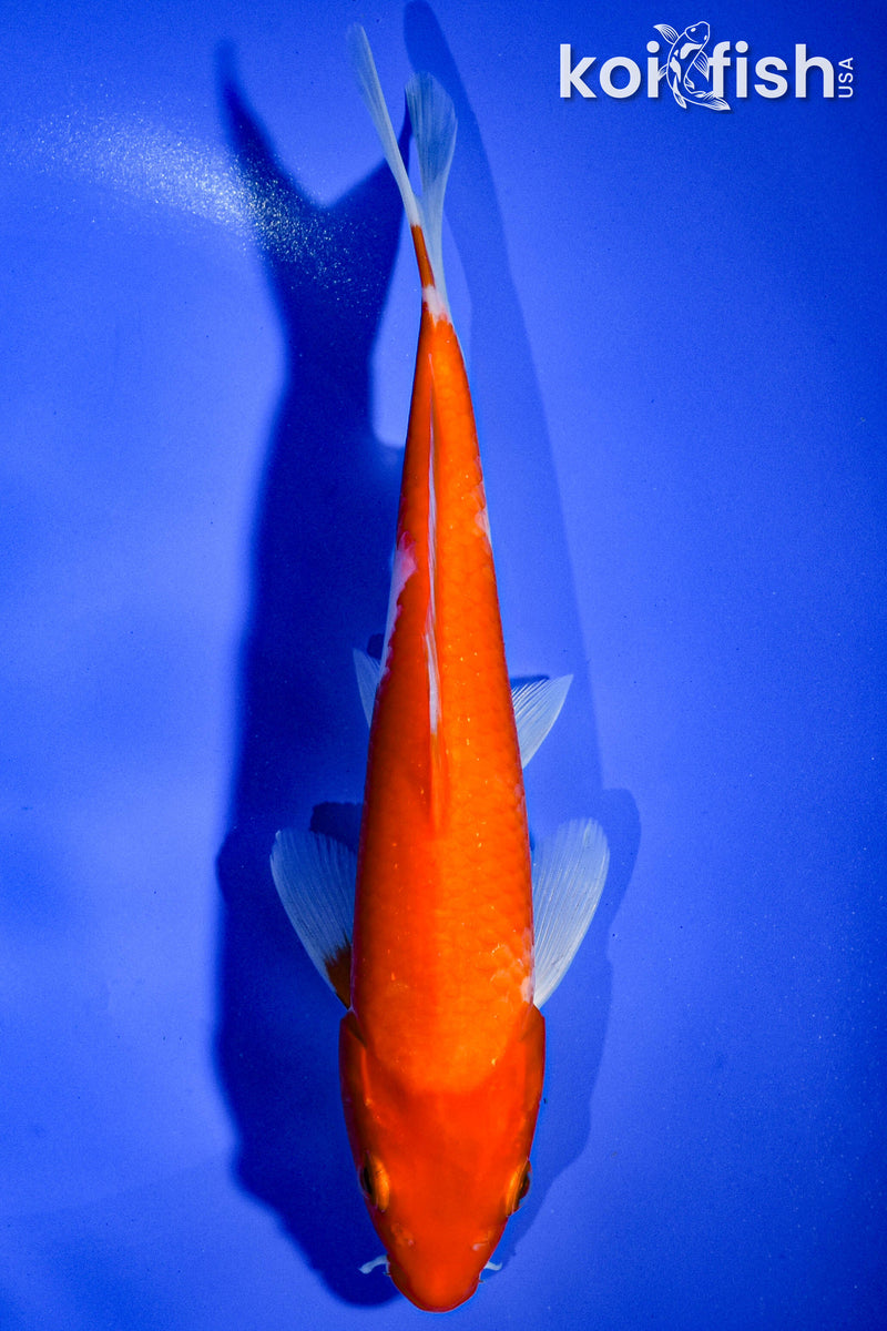 8" KOHAKU