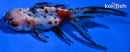 4.5" CALICO ORANDA GOLDFISH