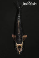 4.5" KIKOKURYU