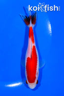 5.25" WAKIN GOLDFISH