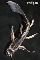 9.75" BENI GINGA BUTTERFLY