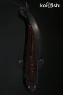 5.75" KARASUGOI
