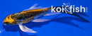 4.5" KIN KIKOKURYU BUTTERFLY