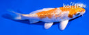 4" GINRIN HARIWAKE