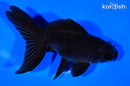 5" WAKIN GOLDFISH