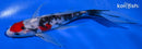6.5" SANKE BUTTERFLY