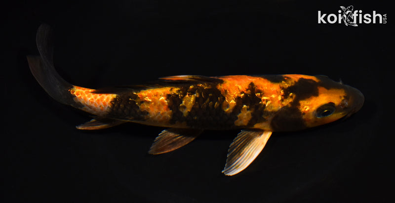 8" GINRIN KIN HI UTSURI