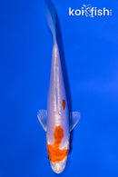 4.75" KIKUSUI
