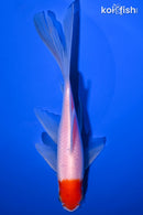 7.5" TANCHO COMET GOLDFISH
