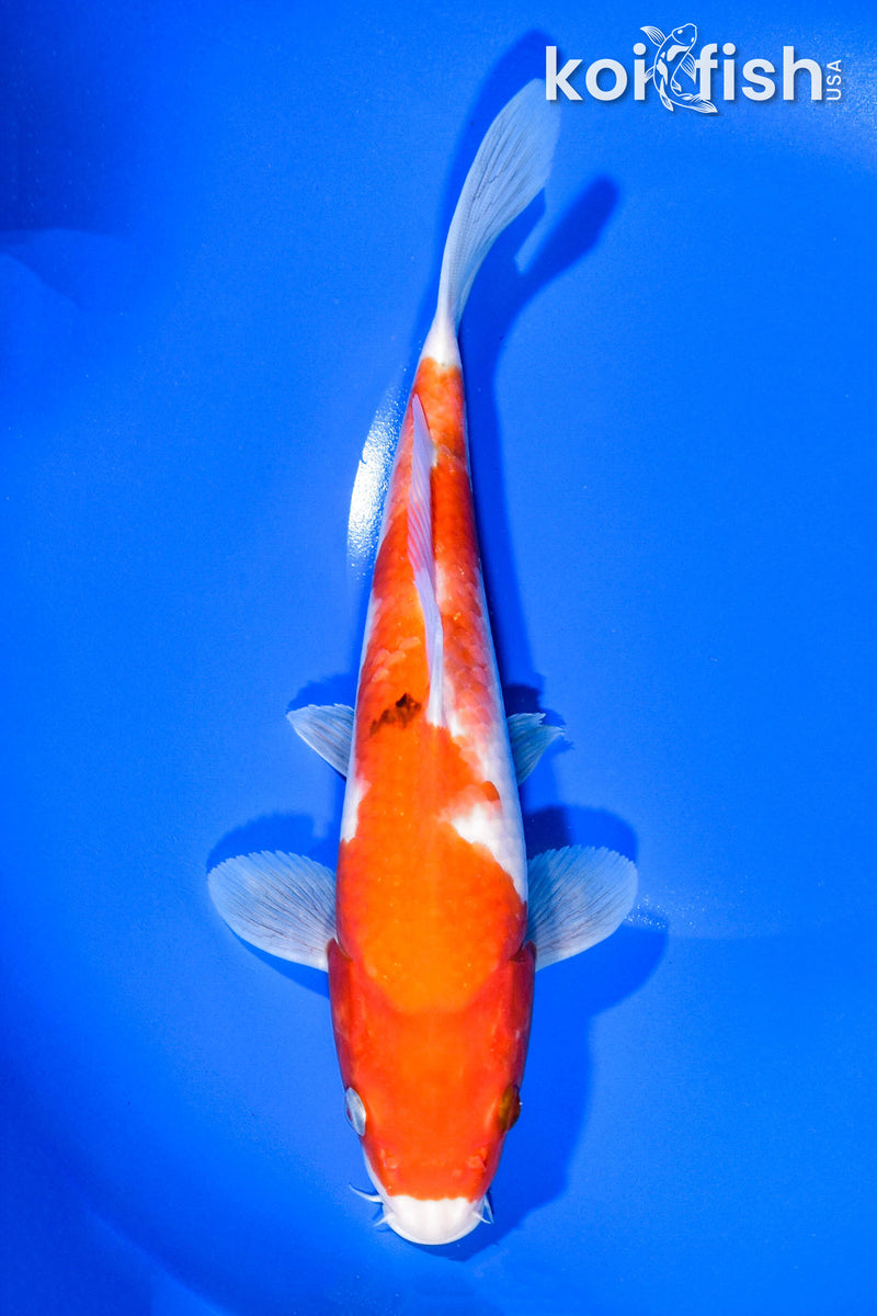 9.75" SANKE