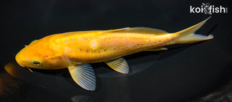 8.5" ARAGOKE KIGOI