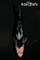 4" SHIRO UTSURI
