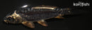 4.5" KIKOKURYU