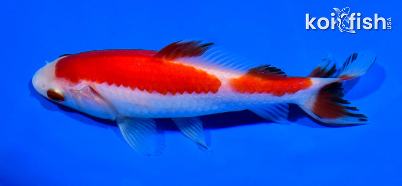 5.25" WAKIN GOLDFISH