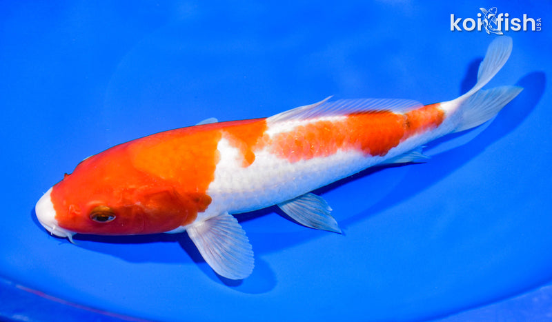 9.75" SANKE