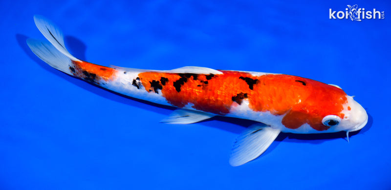 12.5" GINRIN SANKE