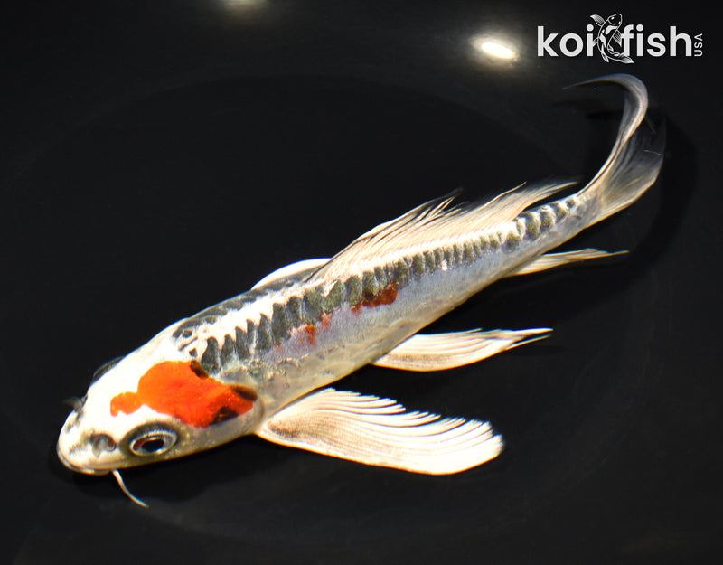 8" BENI KIKOKURYU BUTTERFLY