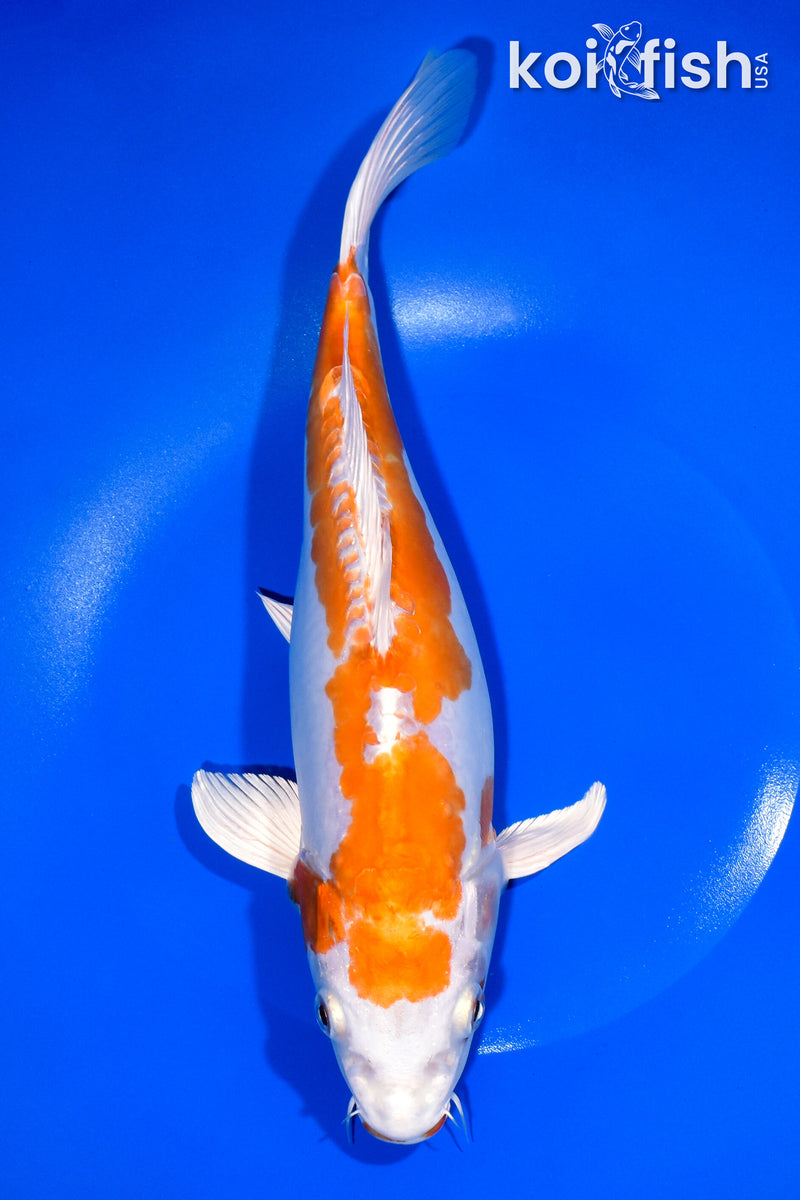 10.75" KIKUSUI