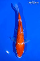 5.75" GINRIN KOHAKU