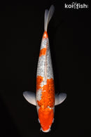 14.25" GINRIN GOROMO