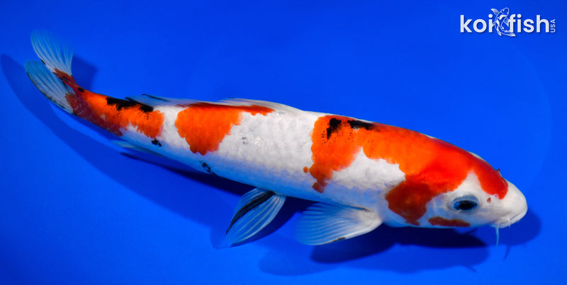 8.5" SANKE