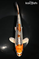 9.25" KUJAKU