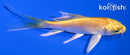 4" YAMABUKI OGON BUTTERFLY