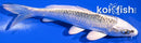 5.75" GIN MATSUBA