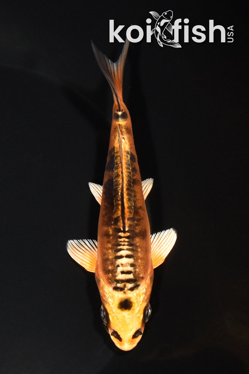 5" BENI KIKOKURYU