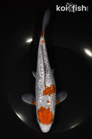 8" GINRIN OCHIBA SHIGURE