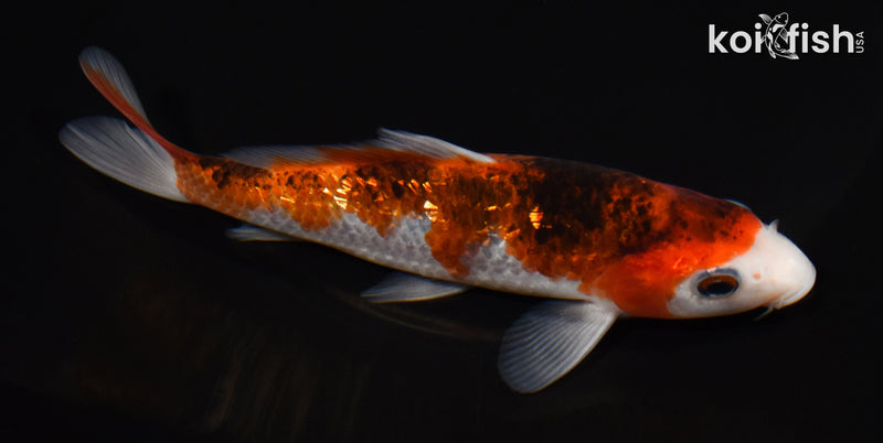 6.25" GINRIN GOROMO