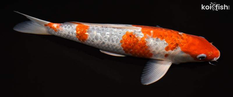 14.25" GINRIN GOROMO