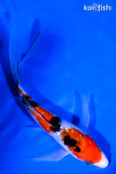 6.75" GINRIN SANKE BUTTERFLY