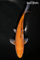 7.75" OCHIBA SHIGURE