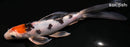 7" YAMATO NISHIKI BUTTERFLY