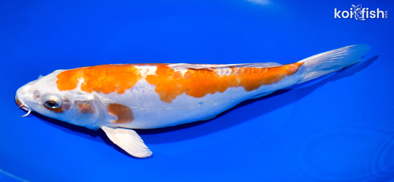 10.75" KIKUSUI