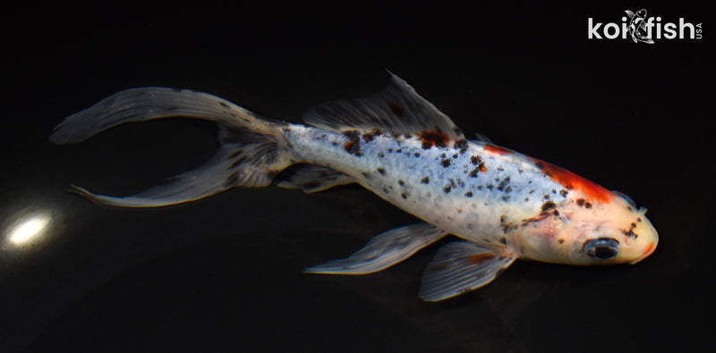 7.75" SHUBUNKIN GOLDFISH