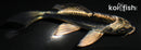 4.75" KIKOKURYU BUTTERFLY