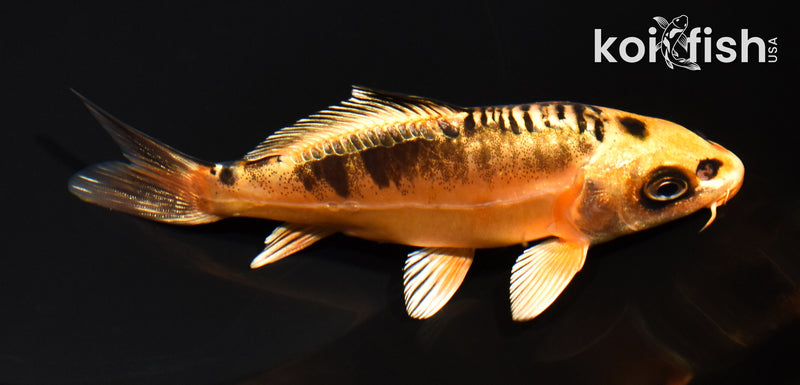5" BENI KIKOKURYU