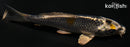 4.25" GINGA