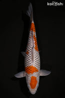 12.25" OCHIBA SHIGURE