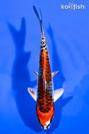 6" BENI KIKOKURYU