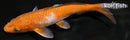 7.75" OCHIBA SHIGURE
