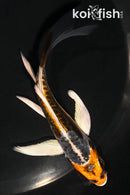 4.5" BENI KIKOKURYU BUTTERFLY