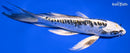 7.25" KIN KIKOKURYU BUTTERFLY