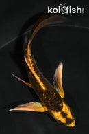 4.75" GINRIN DOITSU KIN KI MATSUBA BUTTERFLY