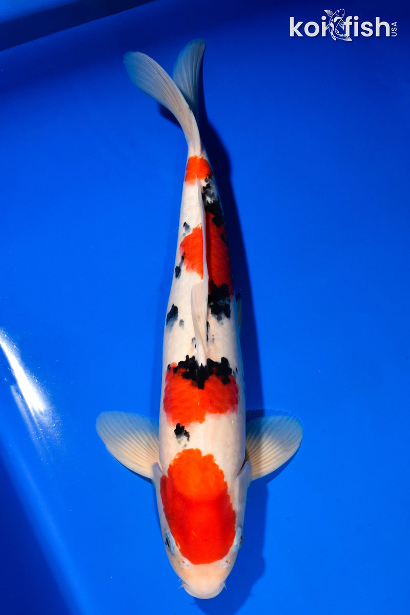 15" SANKE