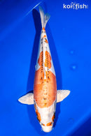 15.25" DOITSU KUJAKU