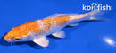 4" GINRIN HARIWAKE