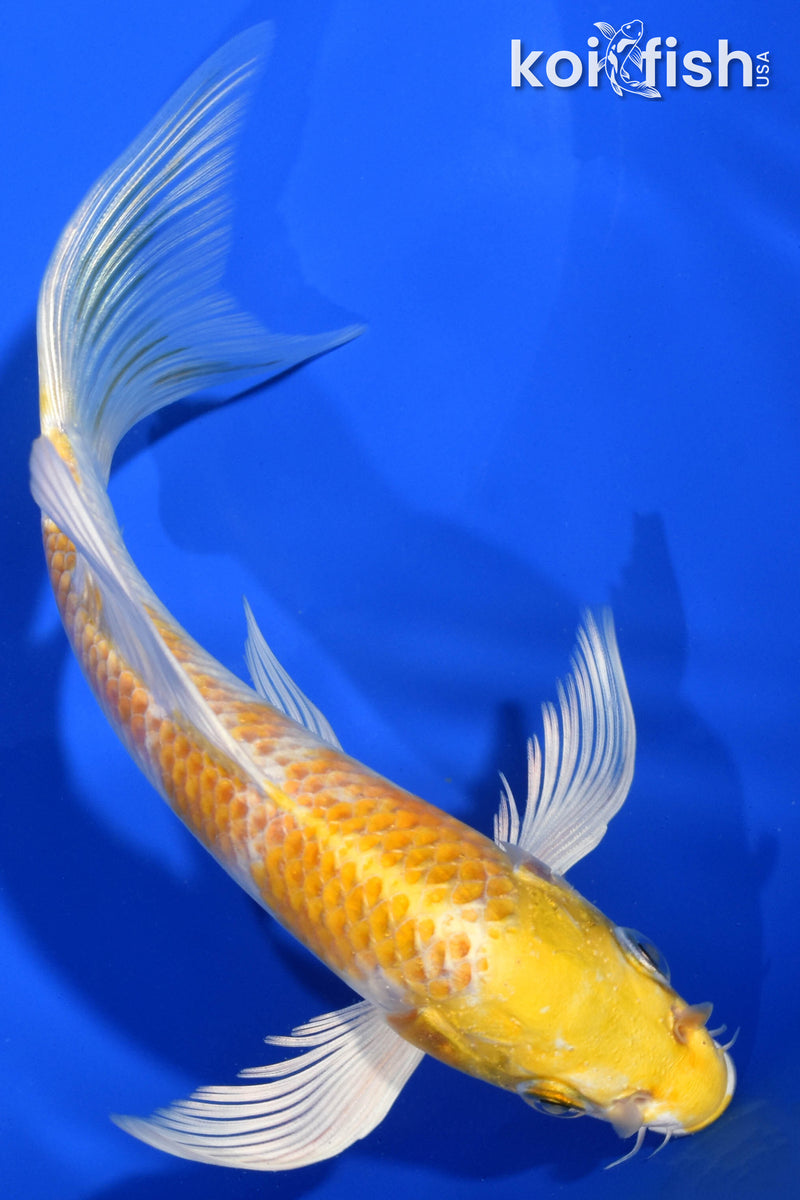 6.75" HARIWAKE BUTTERFLY